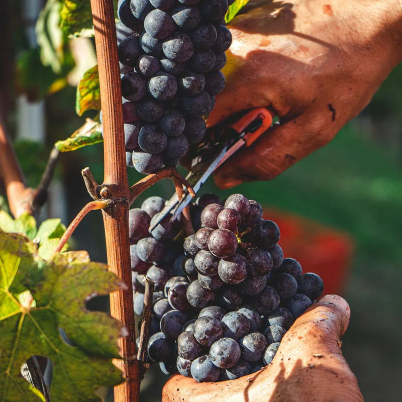 Paesaggio e vigneti: Roero